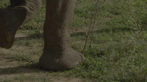 How is the elephant remove grass Stock Footage 294562105