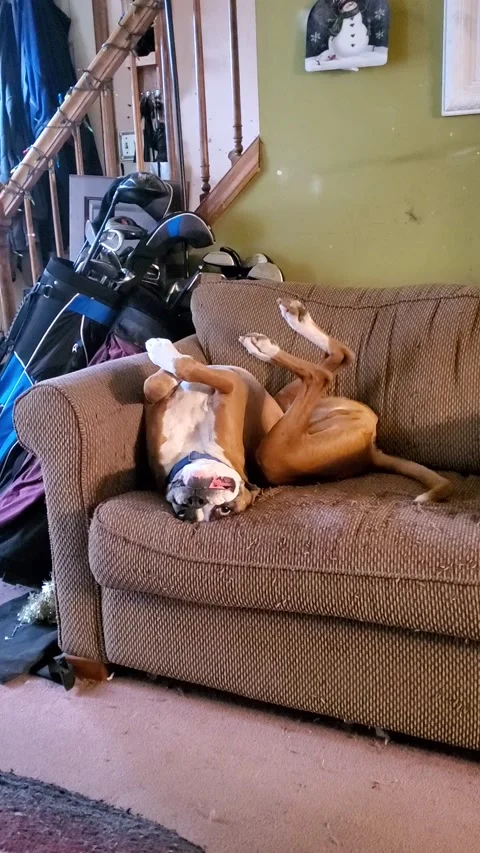 How to Fix an Upside Down Boxer, Elizabethtown, Pennsylvania, USA - 05 Feb 2020 Video stock 205194135