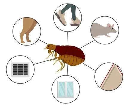 How fleas get into the house, pets, rodents, shoes, ventilation and cracks Stock Illustration