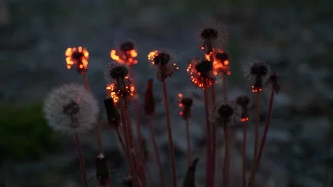 How fluffy dandelion burns. Arson with a lighter. Vídeo Stock 242285289