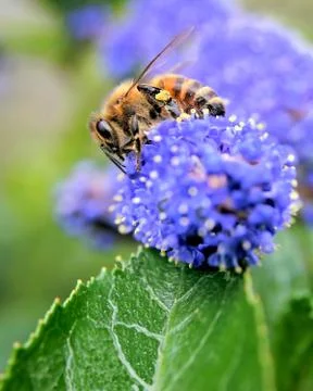 How to get a buzz...!! Stock Photos