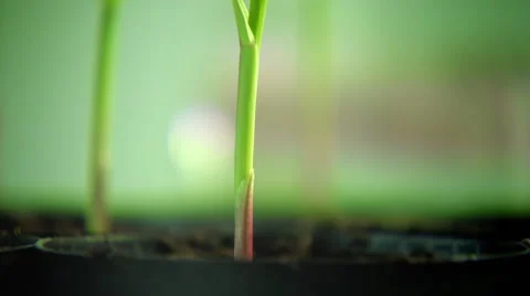 How to get DNA from a corn plant?  Part 1 of 4 Stock Footage 45517675
