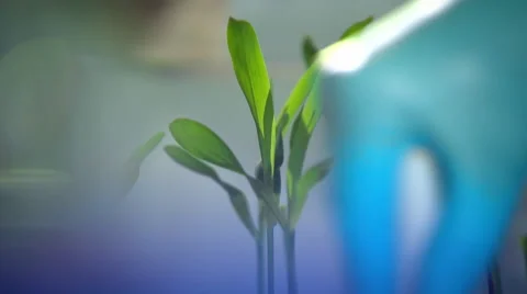 How to get DNA from a corn plant?  Part 2 of 4 Stock Footage 45517801