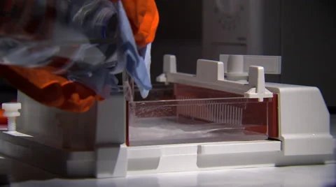 How to get DNA from a corn plant?  Part 3 of 4 Stock Footage 45517848