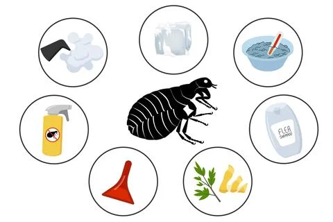 How to get rid of fleas, infographic with effective remedies against insect Stock Illustration