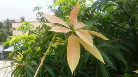 How to Grow a Mango Tree  New leaves Stock Footage 37651030