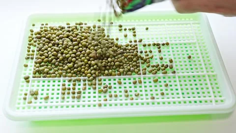 How to grow microgreens using a simple machine method Stock Footage 335766915
