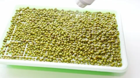 How to grow microgreens using a simple growing method Stock Footage 335766949