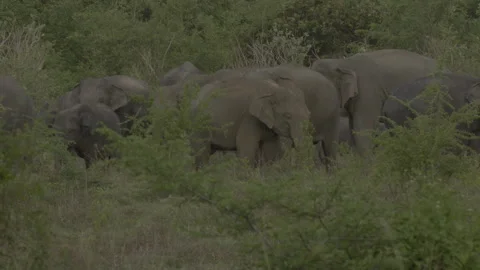How a herd of elephants behave Stock Footage 293166803