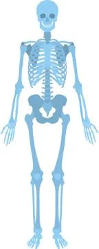How human skeleton look like Stock Illustration