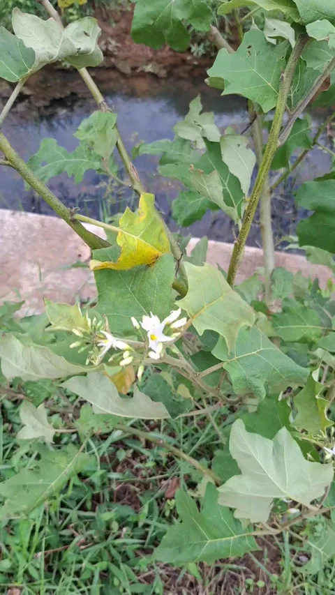 How to Identify Solanum Torvum Flowers Видео 339144562