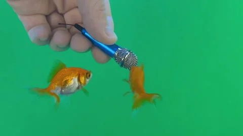 How to interview someone who can't say anything Stockbeeldmateriaal 101948978