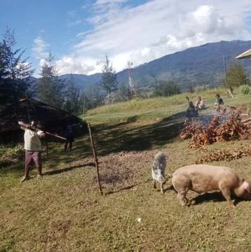 How to kill pigs with traditional Stock Photos