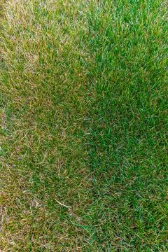 How the lawn grass changes over time. The benefits and harms of lawn Stock Photos