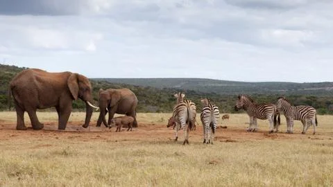 How long will we have to wait for The African Bush Elephant Stock Photos