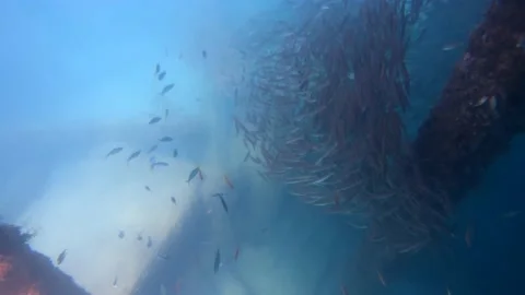 How many fish in underwater world Stock Footage 150679974