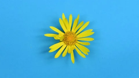 How many insects are on a chamomile flower. Stock Footage 221931140