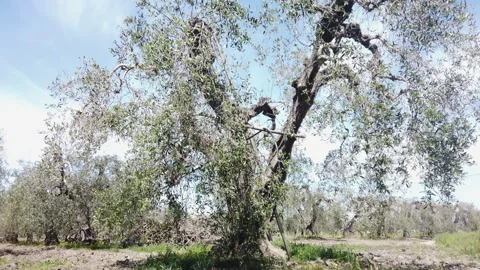 How Olive Trees Represent Environmental Sustainability and Resilience Stock Footage 271303113