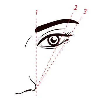 How to paint the eyebrows. How to shape on face. Vector trendy makeup scheme Stock Illustration