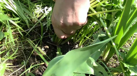 How to pick the weed Stock Footage 24695722