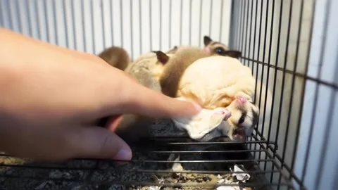 How to play with Sugar Glider ( Petaurus breviceps ) Stock Footage 157385209