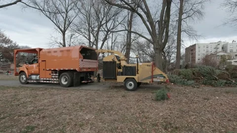How to recycle dispose of Christmas Tree Stock Footage 200769680