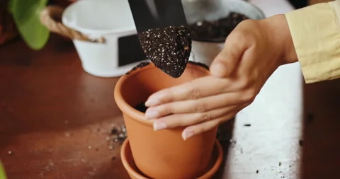How to repot dracaena compacta a home plant. Hands filling a pot with a soil Stock Footage 247280889