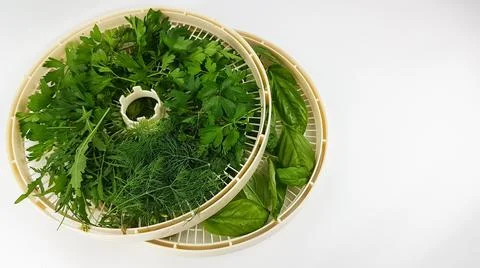 How to save dill parsley basil and mint greens for winter. dehydrator Stock Photos