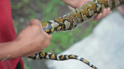 How to Skin a Boa Constrictor Snake Alive Before Cooking Stock Footage 22222820