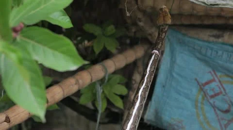 How to Skin a Boa Constrictor Snake Alive Before Cooking Stock Footage 22222907