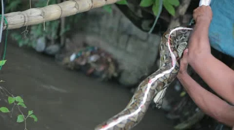 How to Skin a Boa Constrictor Snake Alive Before Cooking Video stock 22222921