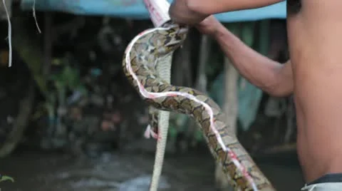 How to Skin a Boa Constrictor Snake Alive Before Cooking Video stock 22223031