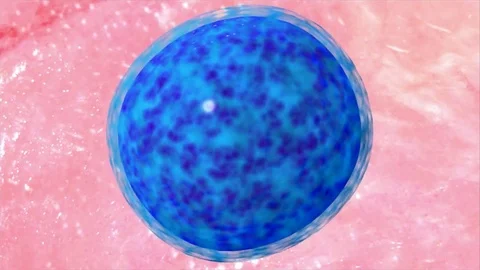 How Sperm Meets Egg, Parents Vídeos de archivo 105382762