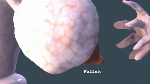 How Sperm Meets Egg, Parents Vídeos de archivo 105382843