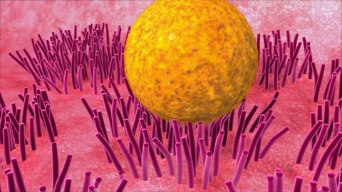 How Sperm Meets Egg, Parents Vídeos de archivo 105382893