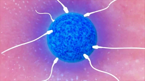 How Sperm Meets Egg, Parents Stock Footage