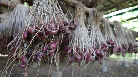 How to store shallots Stock Footage 57535945