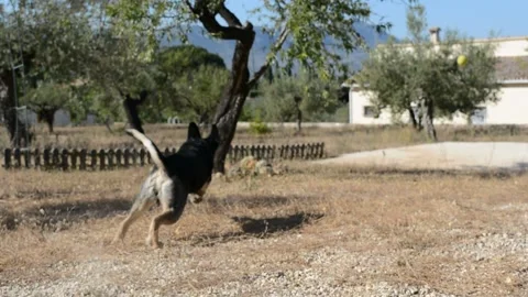 This is how to train a dog to fetch a golf ball Hd 1080+4K Stock Footage 220529153