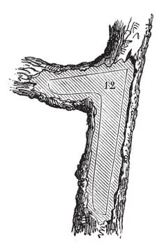 How a Tree is Made into Lumber - Forecastle, vintage engraving Stockillustratie