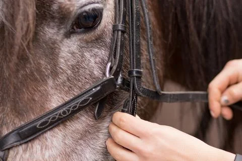 How to use horse bridle muzzle. Mid adult woman prepare in horse riding school Stock Photos