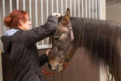 How to use horse bridle muzzle. Mid adult woman prepare in horse riding school Stock Photos