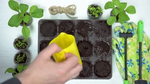 How to use peat or coconut pellets for growing seedlings indoors Video stock 150053878