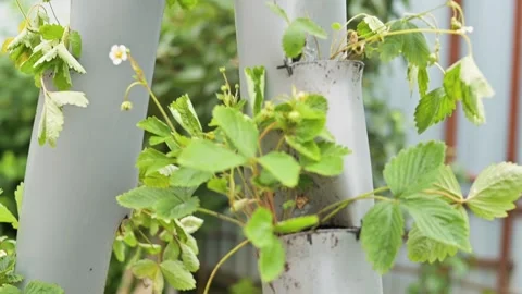 How to utilize unconventional plant supports in an urban garden setting. Various 库存影片 344669813