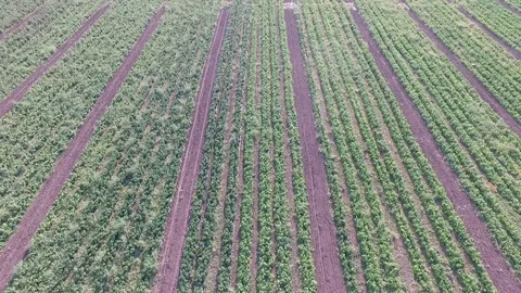 How vegetables grow on the field. Tomatoes, zucchini, cucumbers, aubergines Video stock 80789468