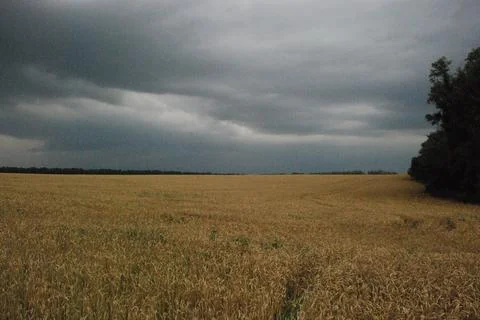 This is how wheat grows on field. Stock Photos