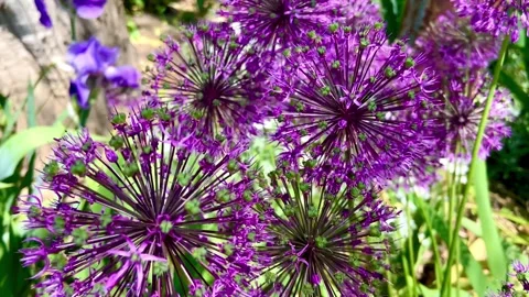 This is how wild onions bloom. Its flowers are round like purple balls Stock Footage 243940920