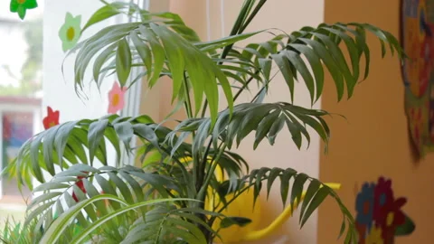 Howea plant Stock Footage 125735589