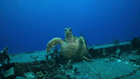 A howksbill turtle on a shipwreck Stock Footage 161349923