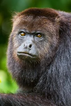 Howler monkey 2 Stock Photos