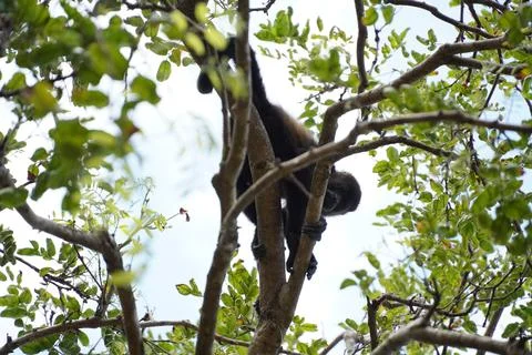Howler monkey also called mono saraguato Stock Photos